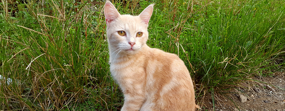 Javanese cat