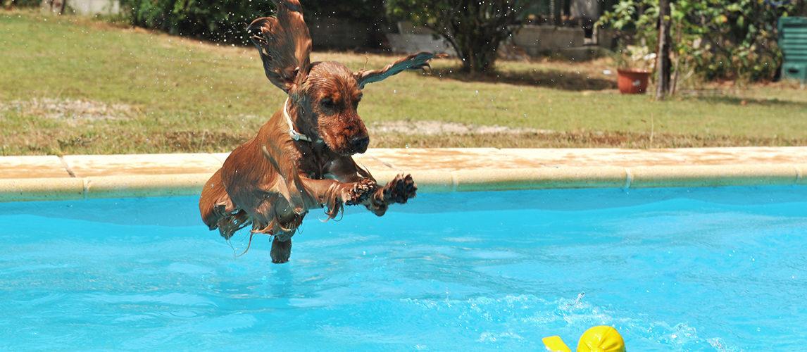 Jumping cocker spaniel