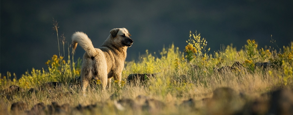 Kangal Dog