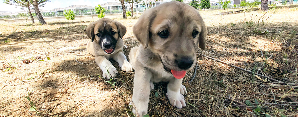 Kangal puppies