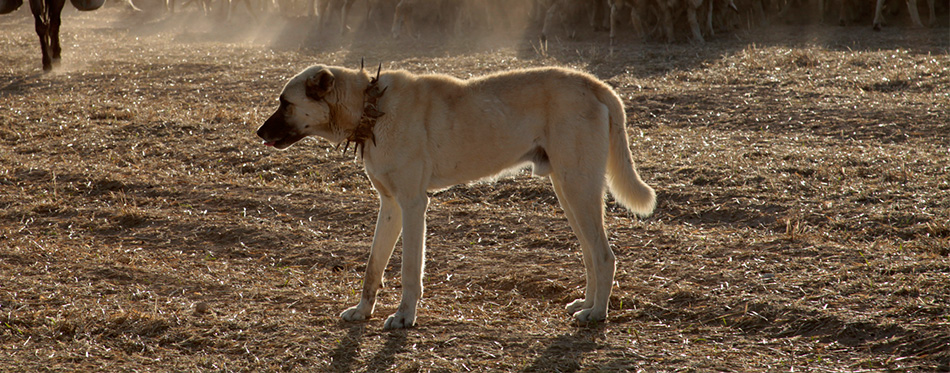 Kangal