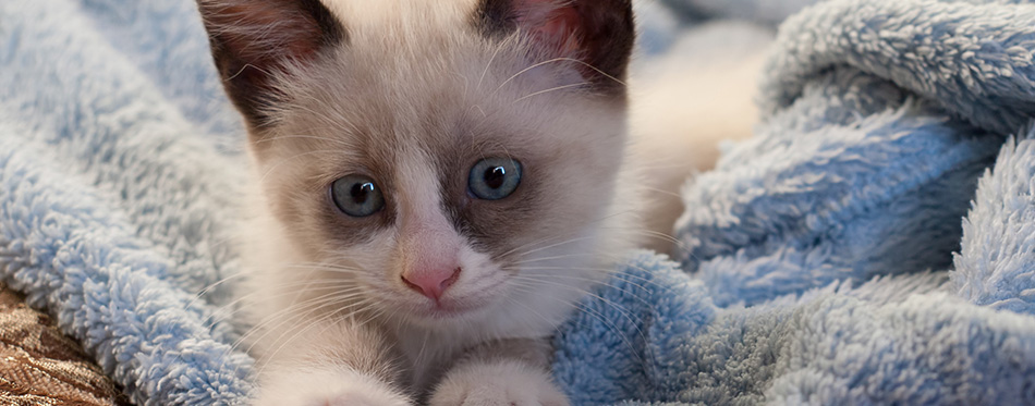 Kitten breed snowshoe