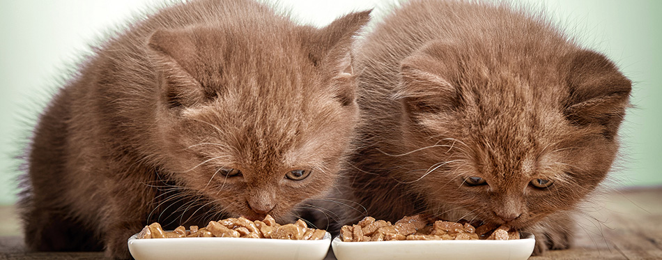 Kitten eating cats food