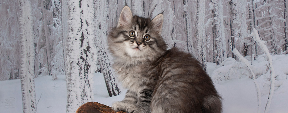 Kittens play in the snowy woods