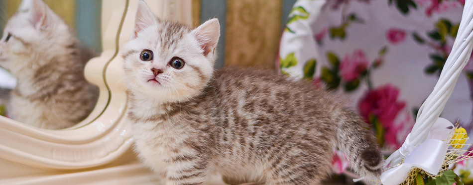 Grey Munchkin Cat: Facts, Origin & History (With Pictures) - Catster