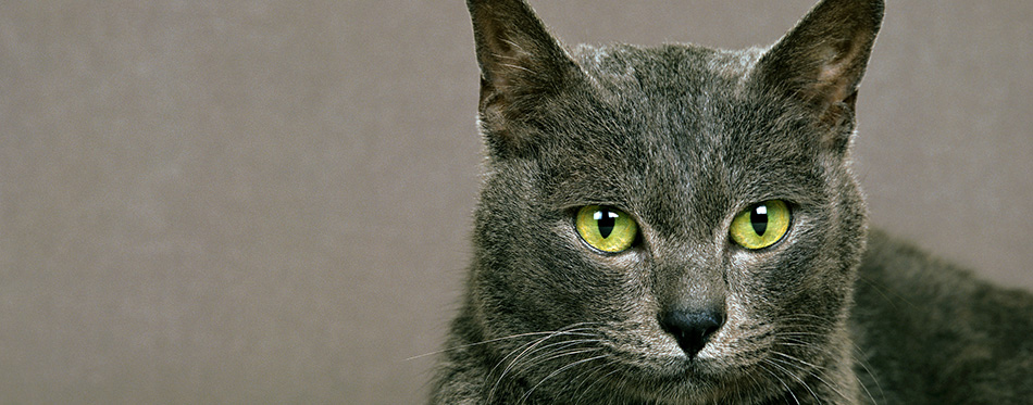 Korat Domestic Cat, natural background