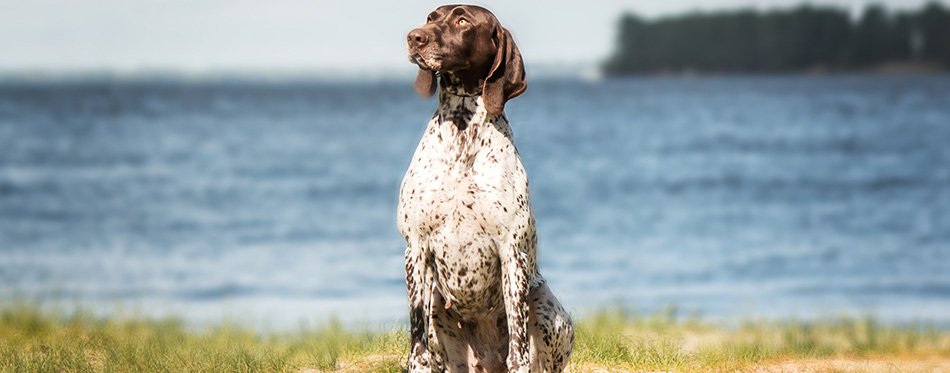 Kurzhaar (German Shorthaired Pointer, German Pointer) sitting