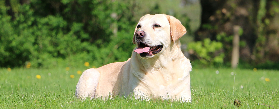 Labrador Retriever