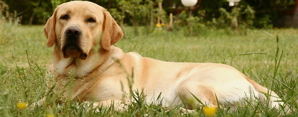 Labrador Retriever