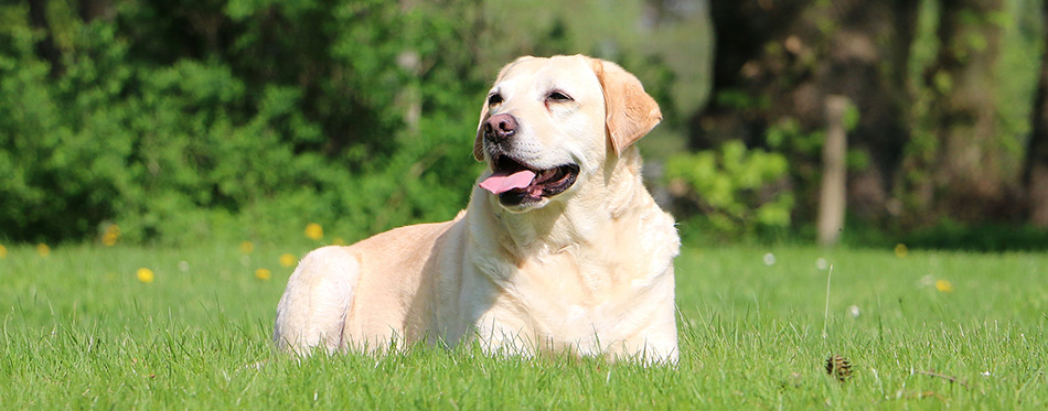 Labrador Retriever