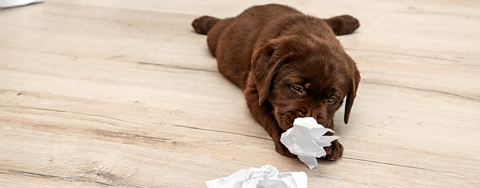 Labrador puppy eating paper