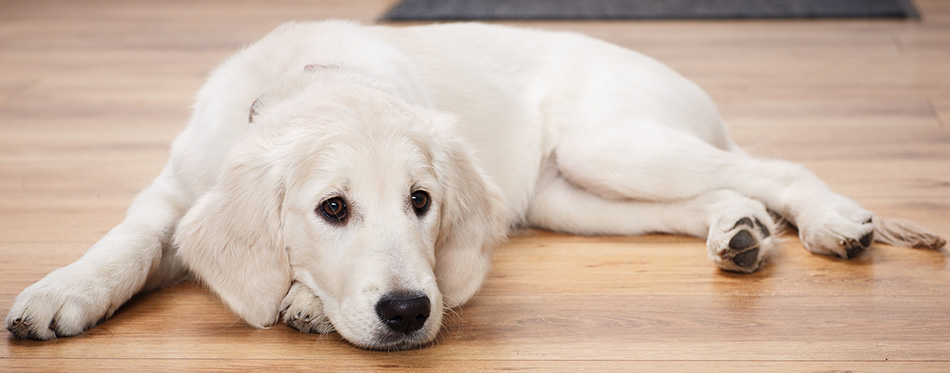 Labrador retriever puppy