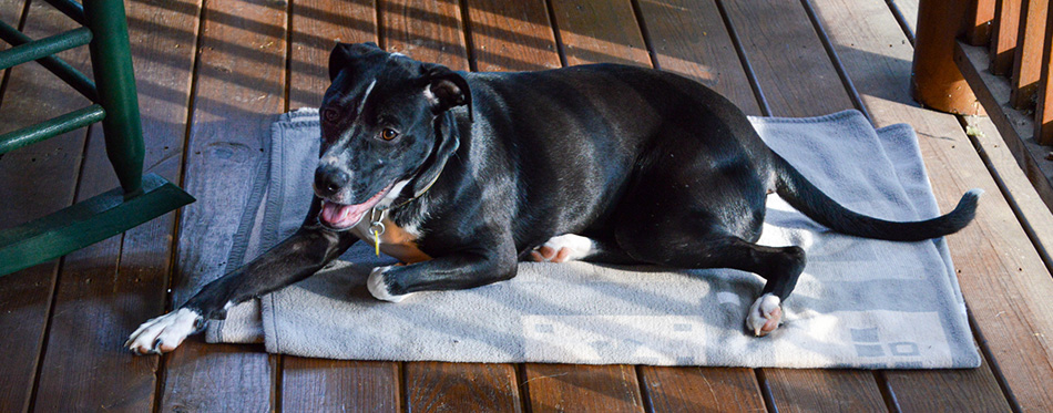 Large black dog laying down