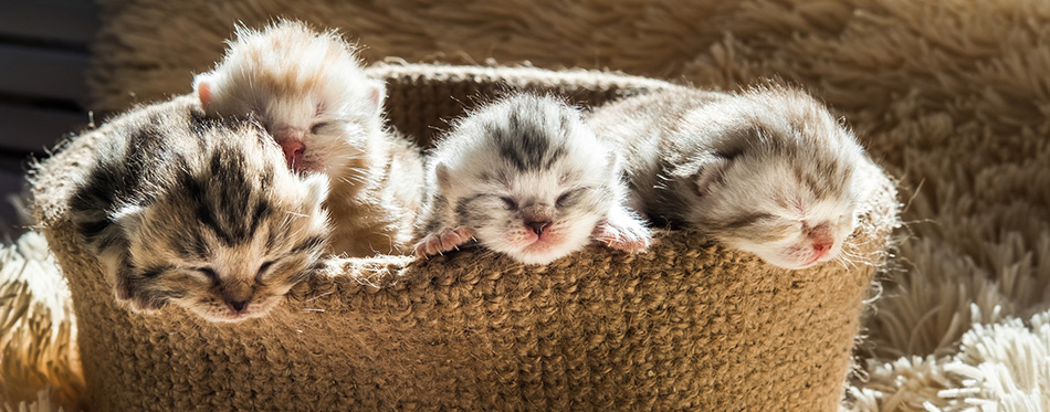 Little cute kittens of British breed in a knitted basket. 