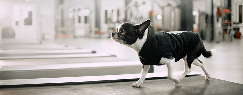 Little dog on a treadmill