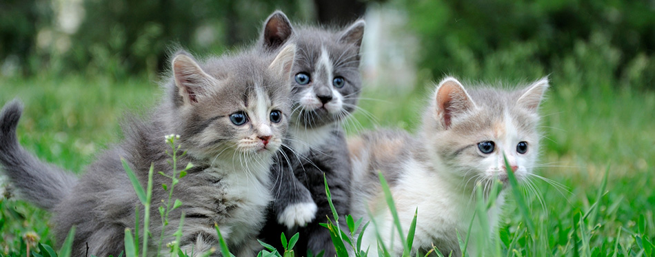 Little fluffy kittens playing