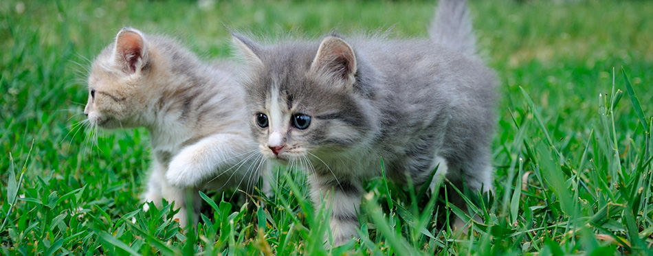 Little fluffy kittens playing