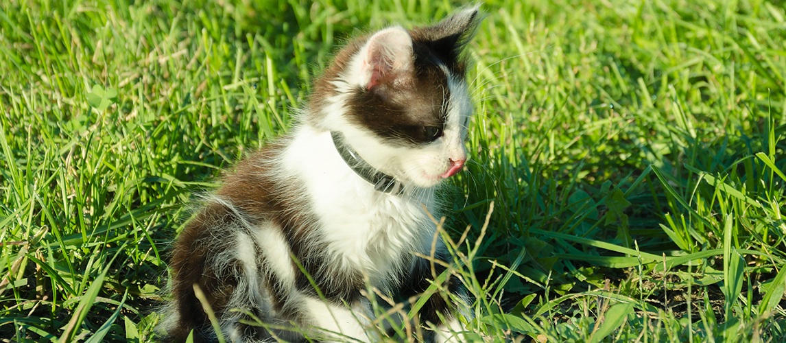 Little kitten in the grass