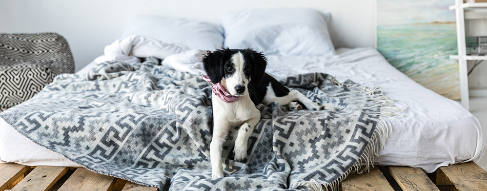 Little puppy lying on bed