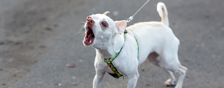 Little white barking dog on the leash.