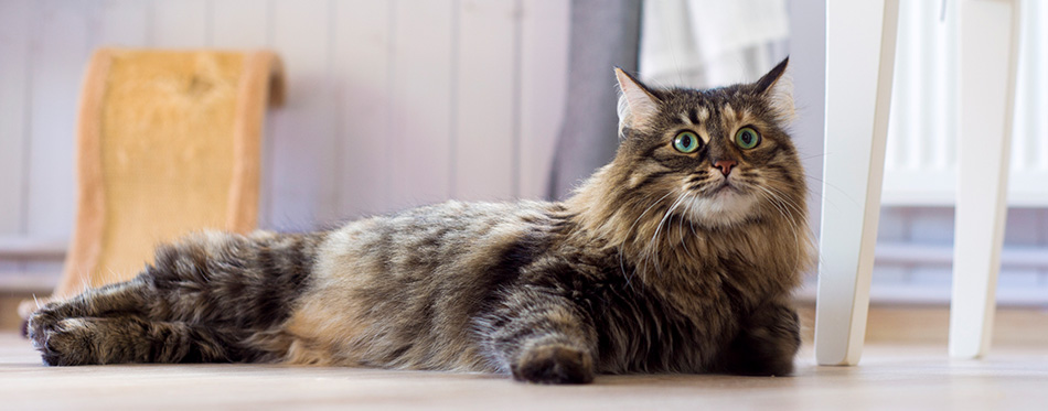 Maine Coon Cat