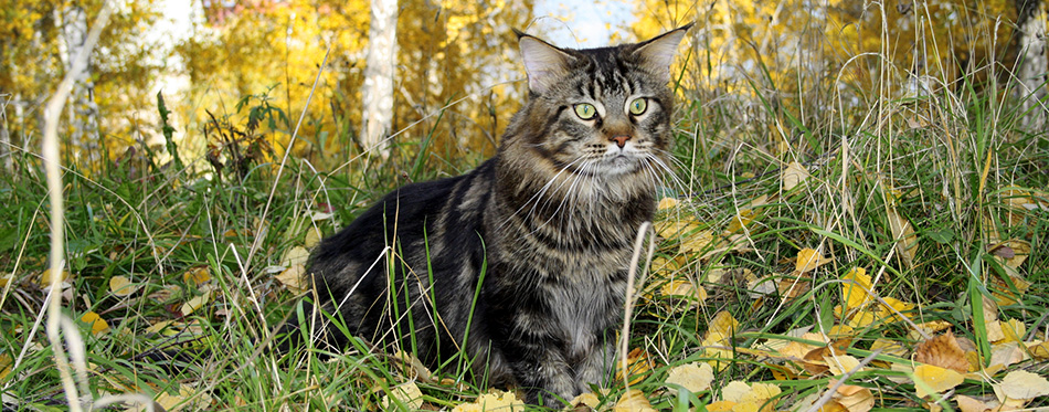 Maine Coon Cats