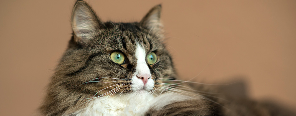 Maine Coon is resting on the couch.