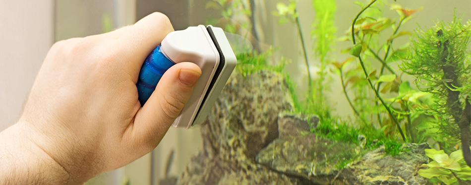 Male hand cleaning aquarium using magnetic cleaner
