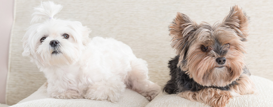 Maltese and Yorkie