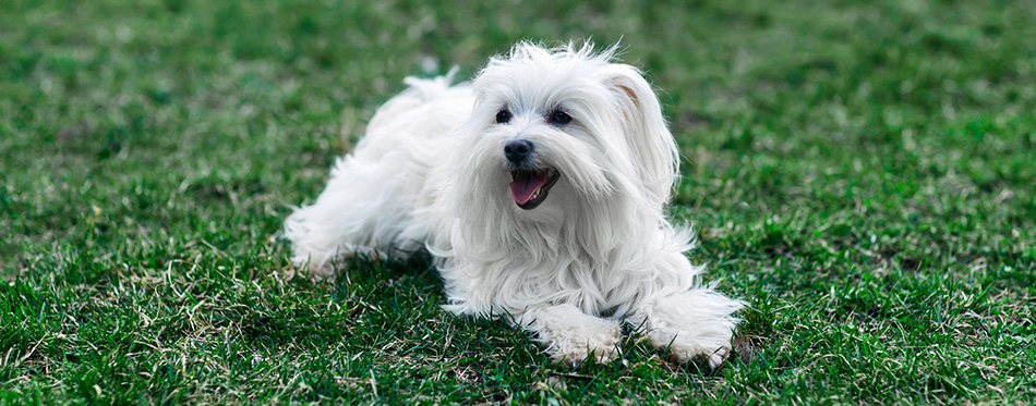 Maltese