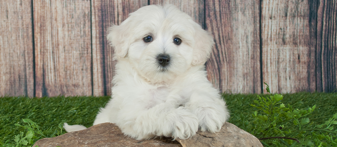 maltese mini poodle