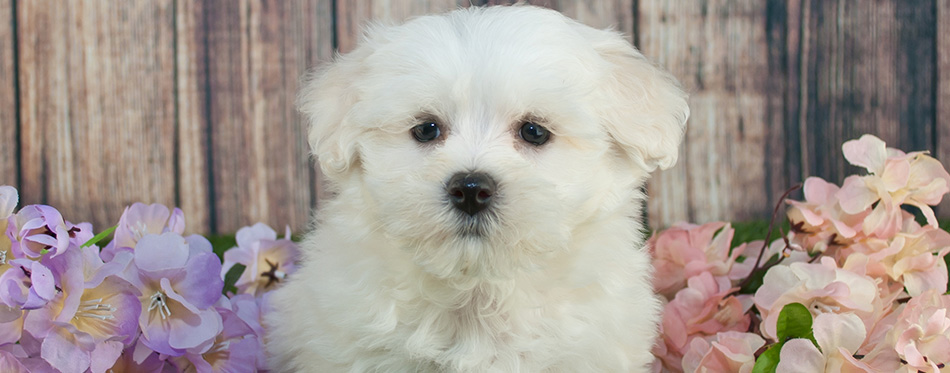 Maltipoo Puppy