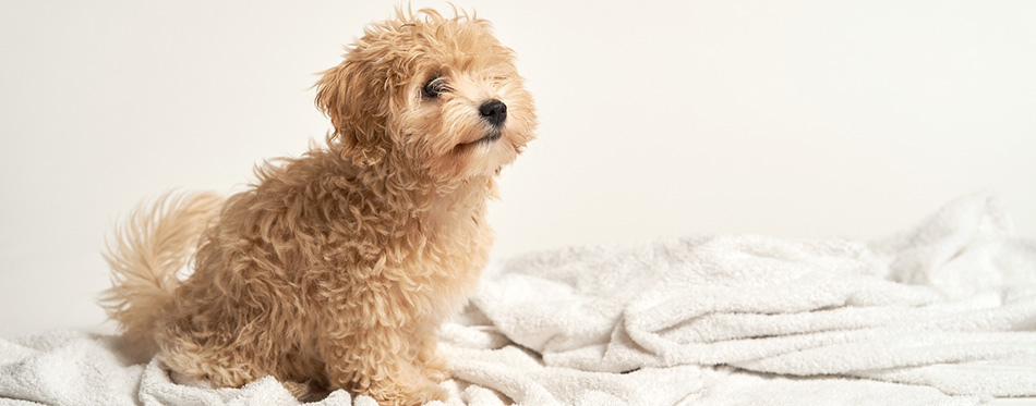 Maltipoo dog