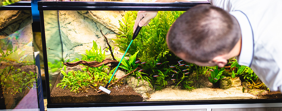 Man cleaning a fish tank