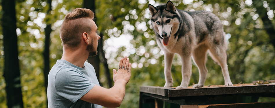 Man trains his dog