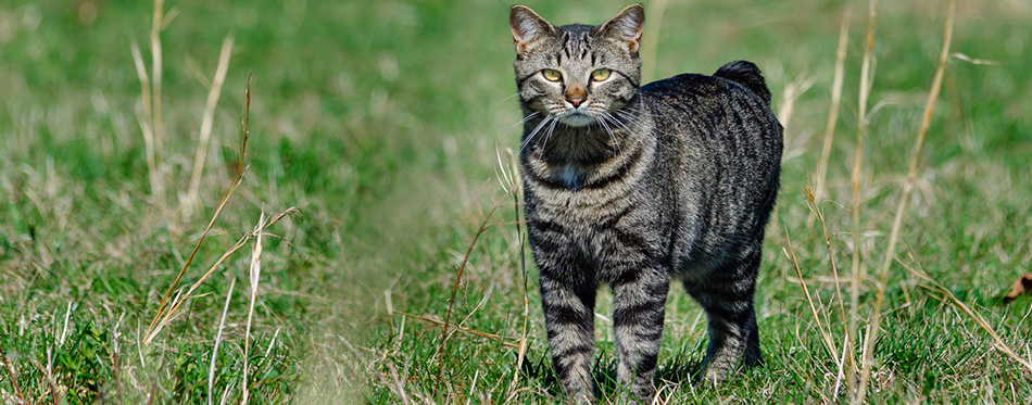 Manx Cat