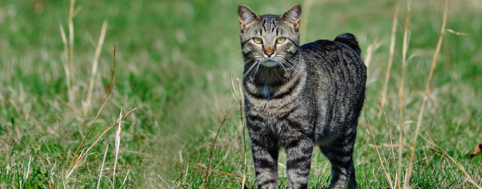 Manx cat