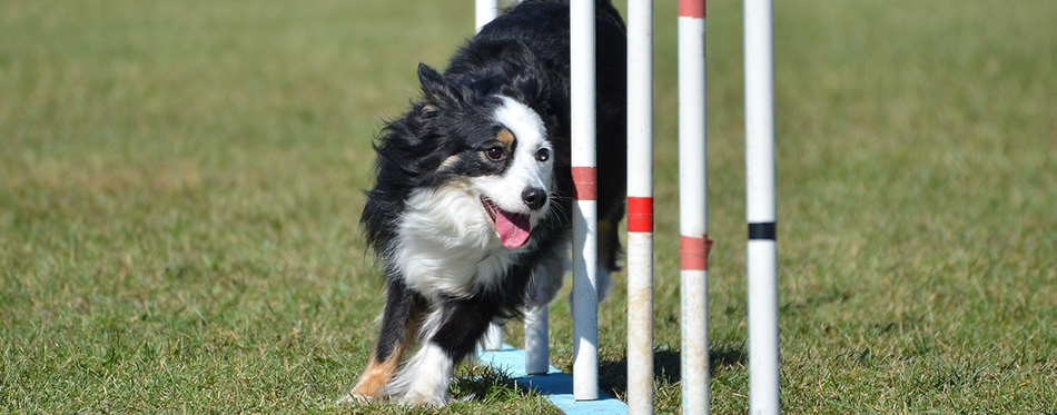 Miniature American (formerly Australian) Shepherd 