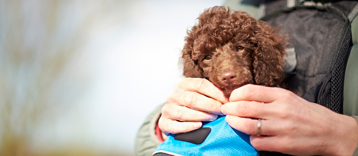 Miniature Poodle Puppy