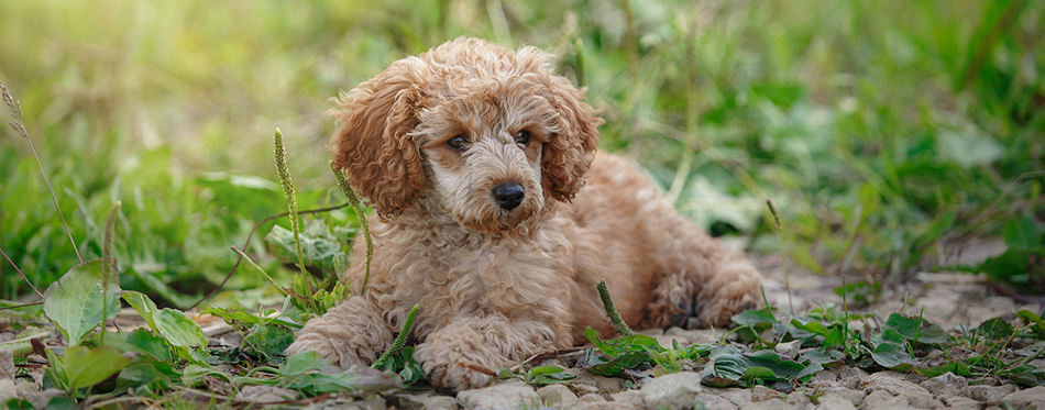 Miniature Poodle