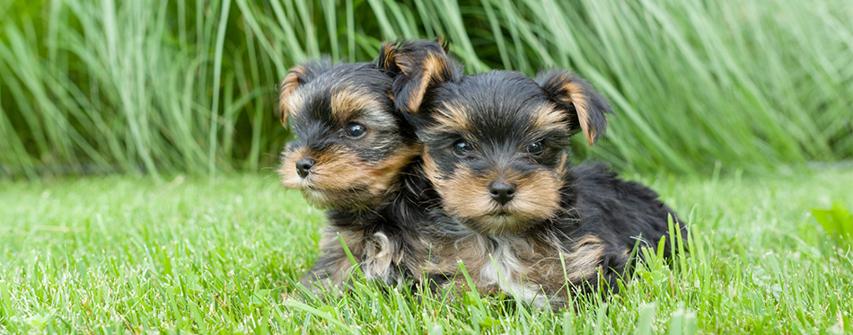 Morkie puppies