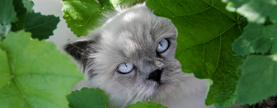 Most beautiful prettiest cat breeds in the world