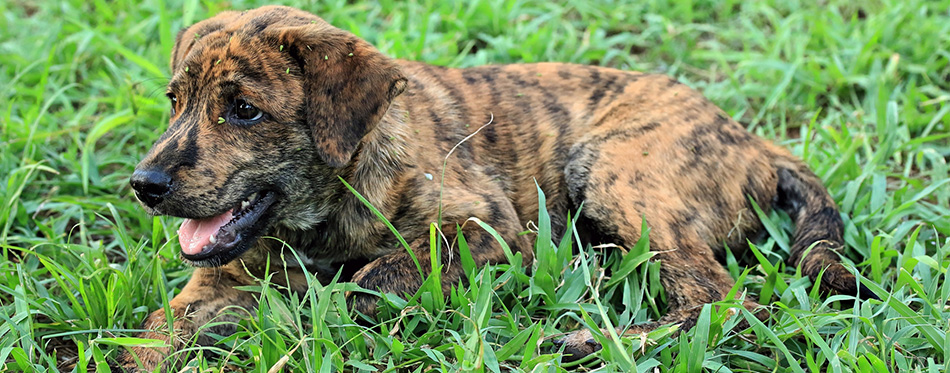 Mountain Cur dog on the grass