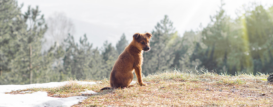 Mountain Cur puppy