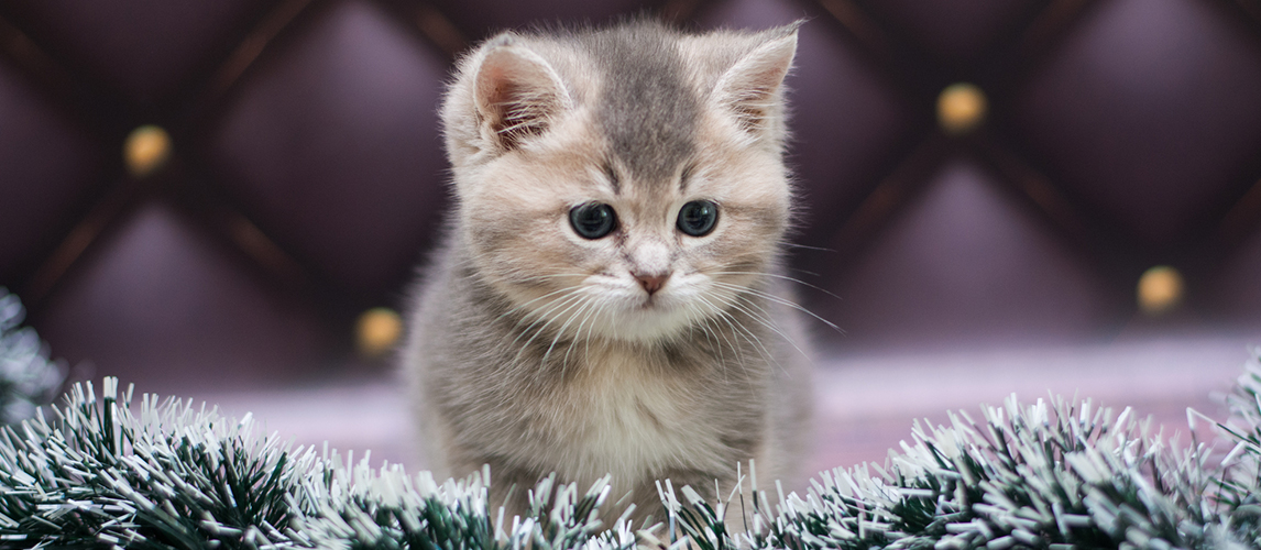 Munchkin Cat Breed Information