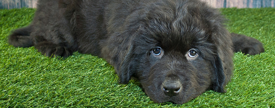 Newfoundland Puppy