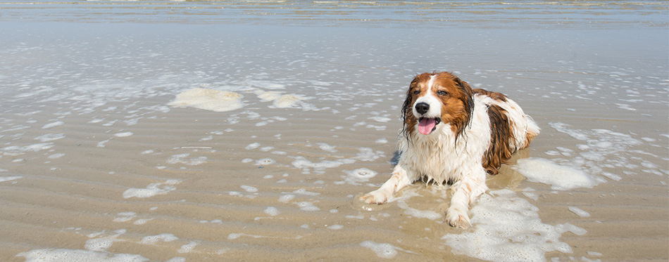 North sea beach