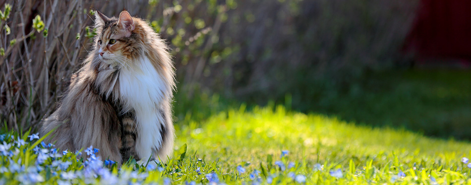 Norwegian Forest Cat