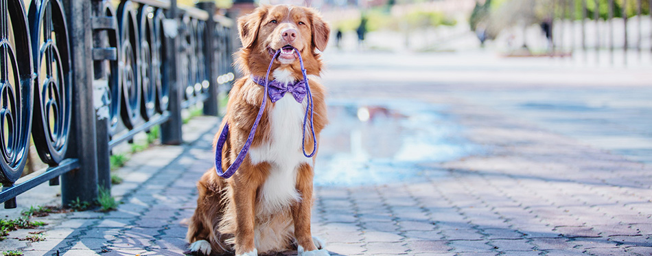 Nova Scotia Duck Tolling Retriever dog 