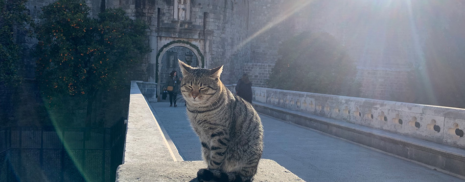 Old tabby cat on the bridge in dubrovnik